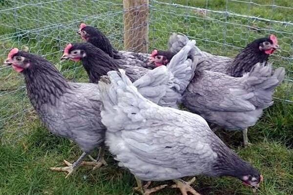 colored chickens