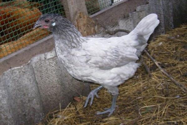 Gros poulet