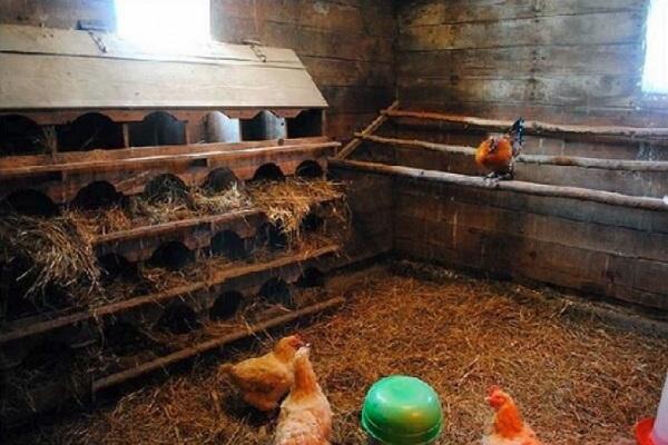 chicken coop inside