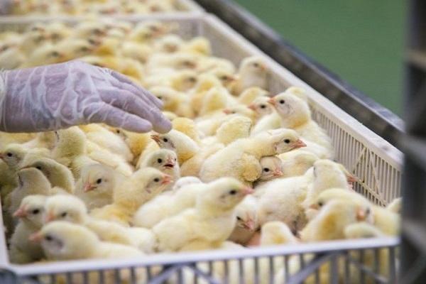 poulets dans un panier