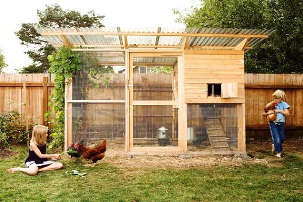 built poultry house