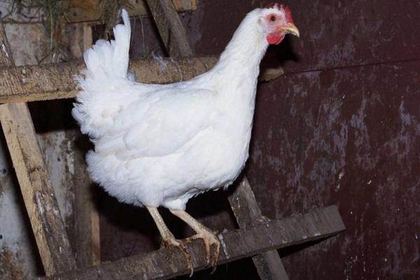 sitting poultry house