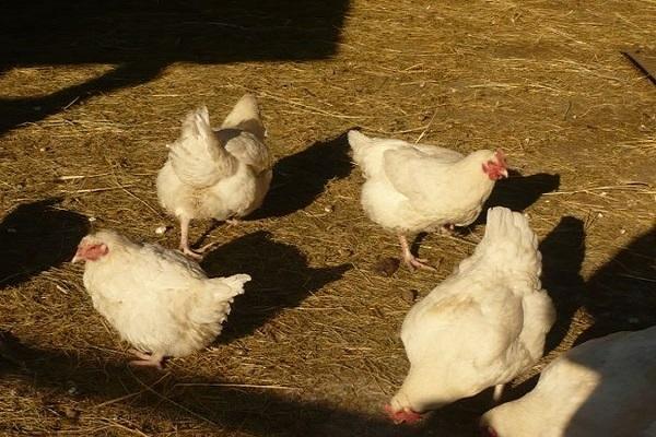 los pollos de engorde están caminando