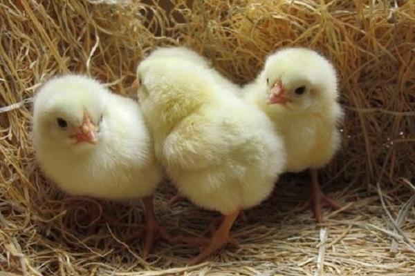 hatching chicks