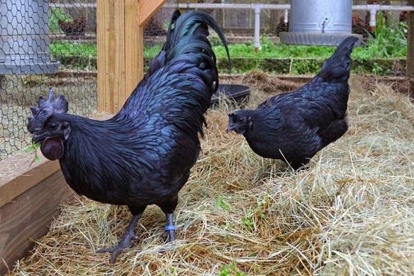 black chickens