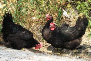 Description des 6 meilleures races de poulets au plumage noir et règles d'élevage