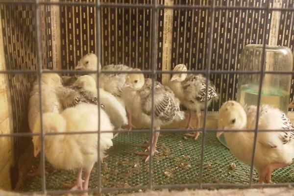 poussins dans une cage