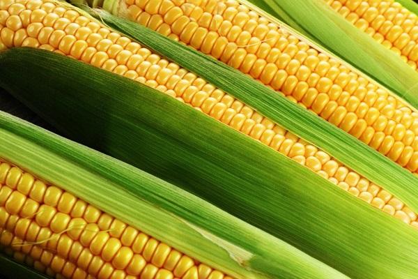 yellow corn