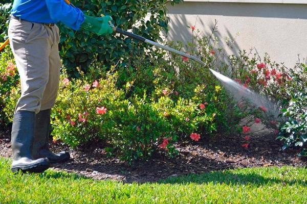 spray flowers