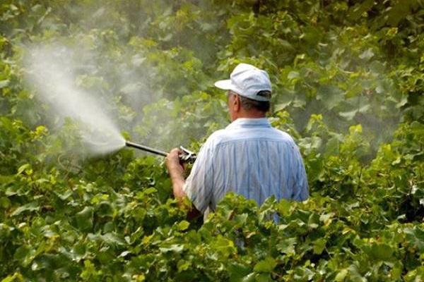 fongicides pour le jardin