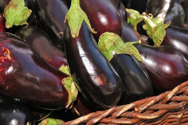 les aubergines se trouvent