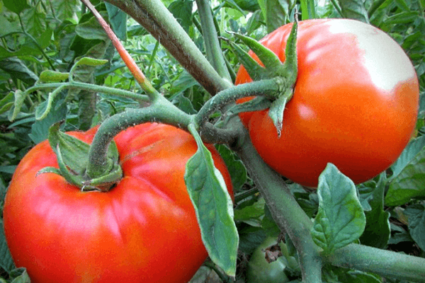 tomates rojos