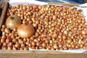 4 best ways to properly dry onions at home for the winter