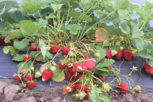 Cara menanam dan merawat strawberi mengikut kaedah Frigo