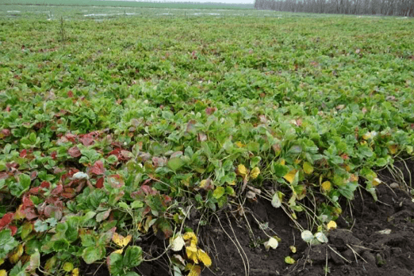 campo de fresas