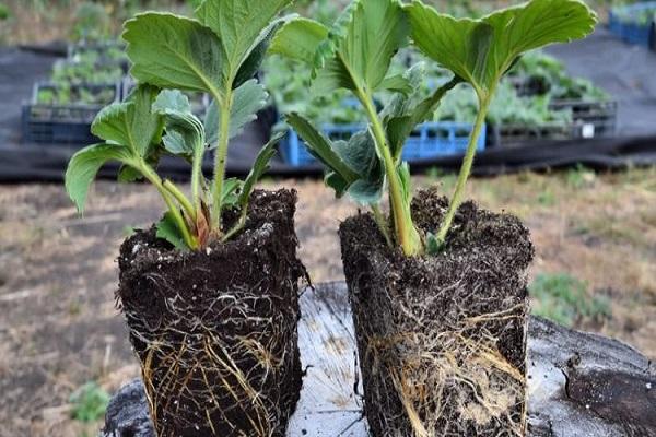 seedlings prepared