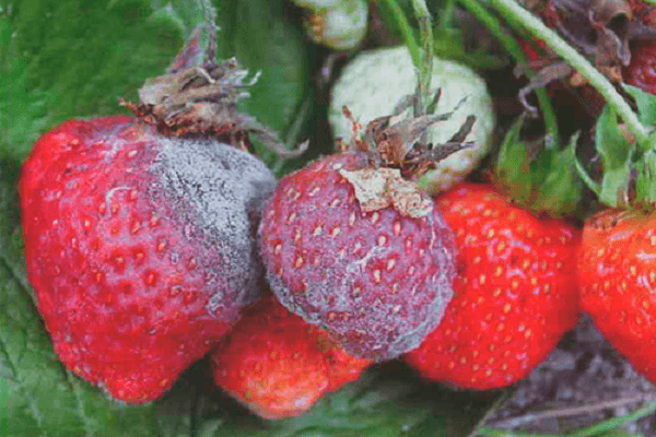 berry rot