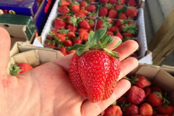 harvest for sale