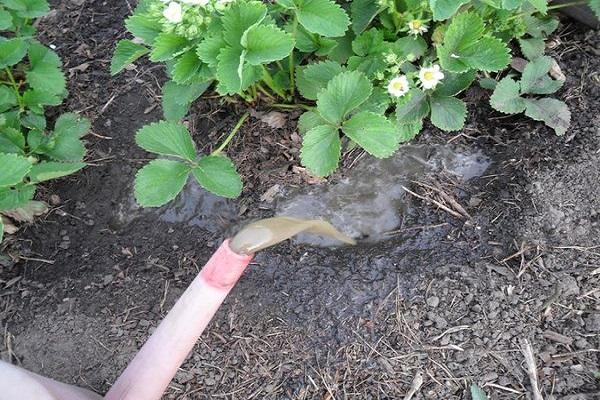 root dressing