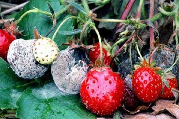 champignon sur les fruits