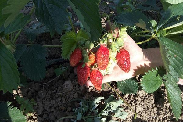 in the hands of berries