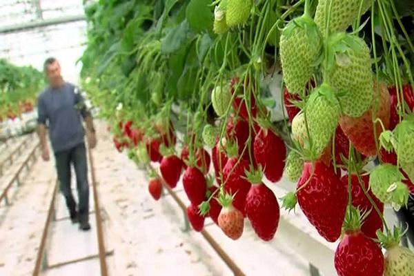 strawberry growing