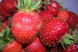 Description of strawberries varieties Moscow delicacy, planting and care