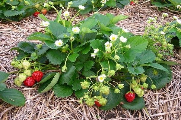 buisson fleuri