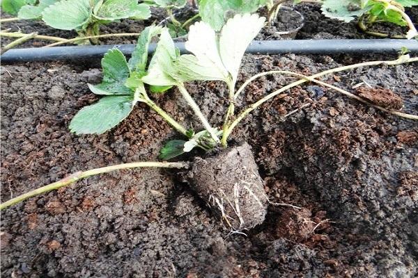 planter une plante