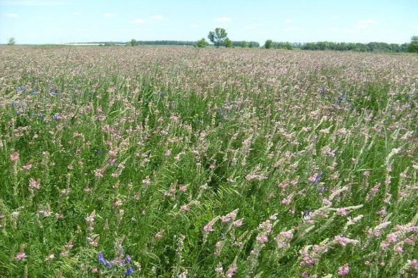 campos de alfalfa