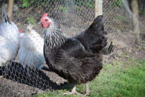 Description et caractéristiques de la race de poulets Kotlyarevskaya, règles d'entretien