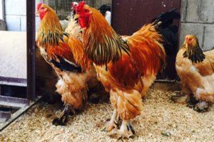 Description of the 14 largest breeds of chickens and rules for keeping large birds