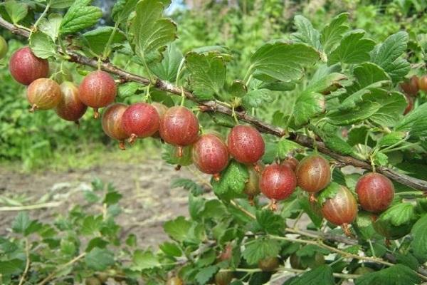 bunch on branches