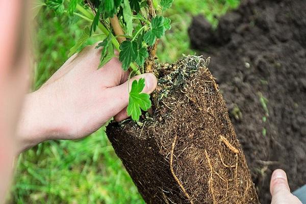 planting material