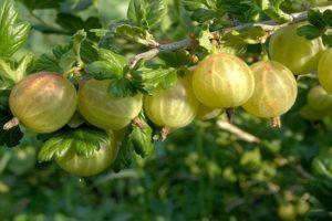 Description of Rodnik gooseberries, planting and care rules