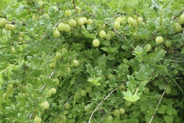 variedad de primavera