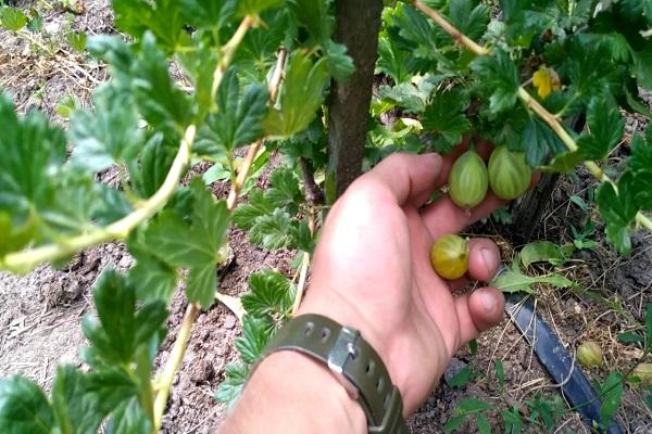 Penerangan mengenai peraturan gooseberry Rodnik, penanaman dan penjagaan