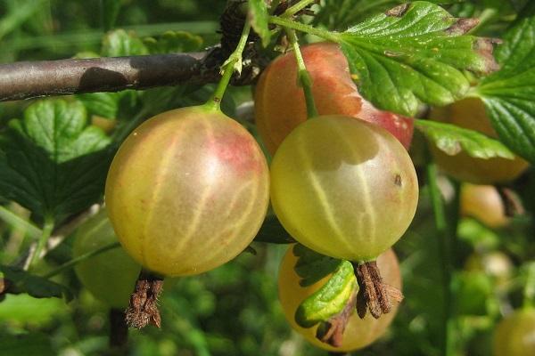 berries turn red