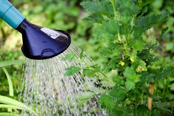 watering the bush