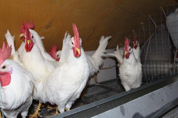 birds in the chicken coop