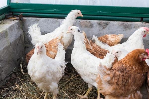 thoroughbred chickens