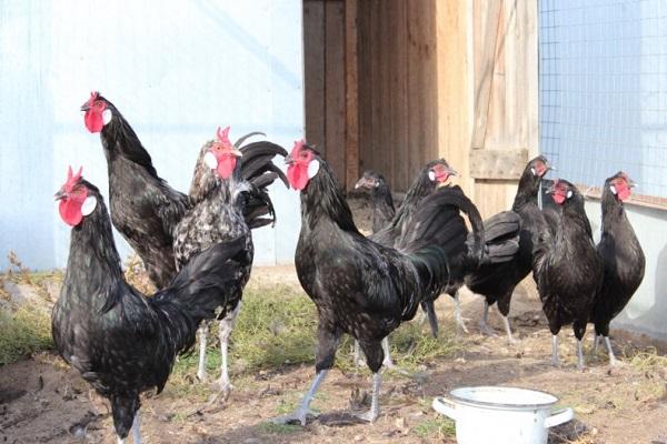 Characteristics and description of La Flash chickens, rules of keeping