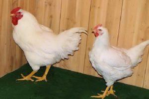 Description and rules for keeping chickens of the Super Nick breed