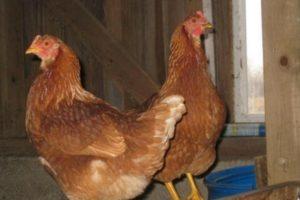 Description and characteristics of Tetra chickens, rules of keeping