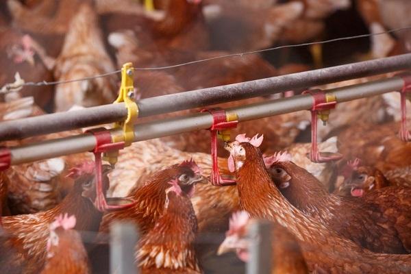 poulets au buveur