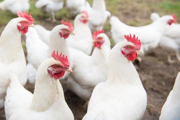 gallinas de pura sangre