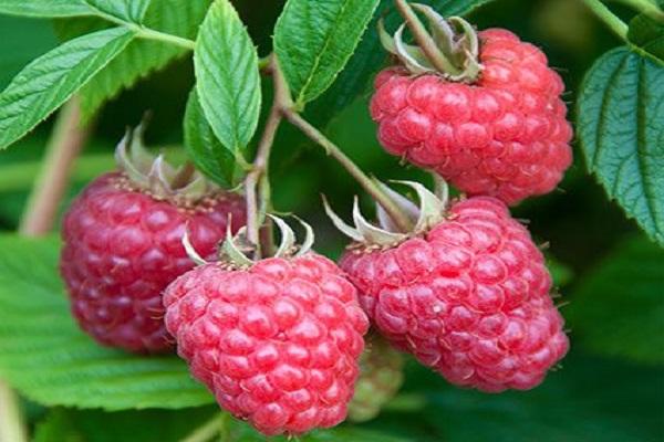 moras frecas