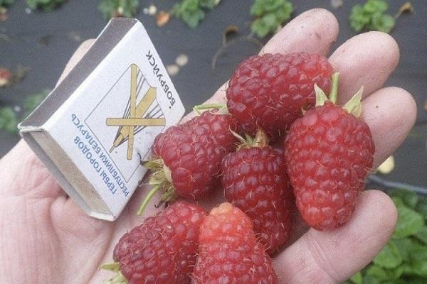 Descripción y tecnología del cultivo de frambuesas Joan Jay.