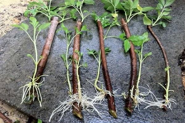 boutures de framboises