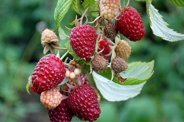 framboise sans épines